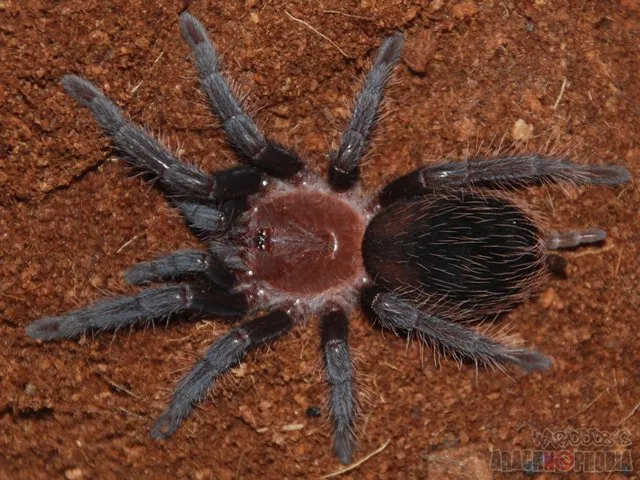 /img/19398-healthy-tarantula.webp