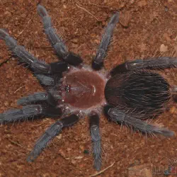 /img/19398-healthy-tarantula.webp