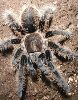 19398 honduran curly hair tarantula overview