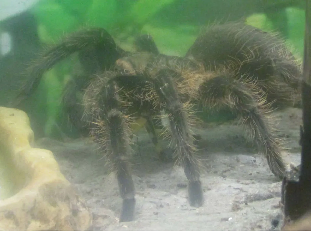 19398 safe tarantula handling