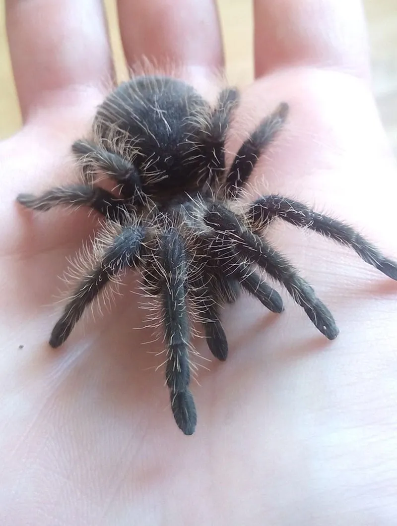 19398 tarantula enclosure setup
