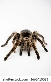 19398 tarantula feeding crickets