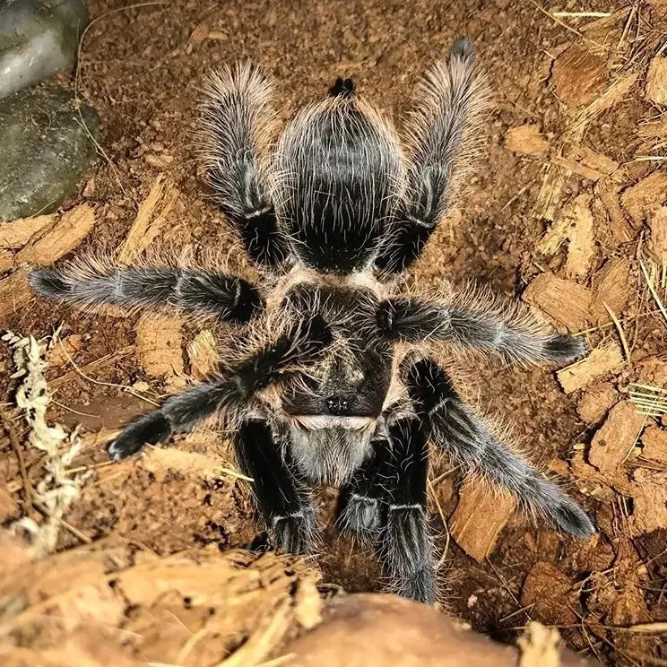 19398 tarantula molting process