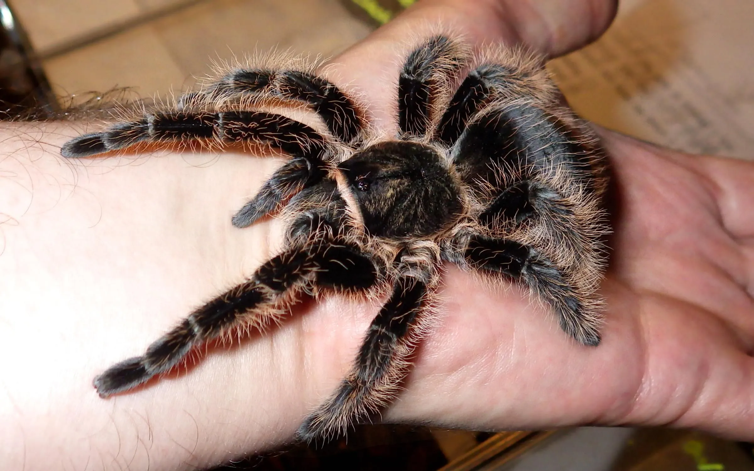 19398 tarantula substrate options