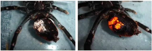 /img/19399-healthy-tarantula-setup.webp