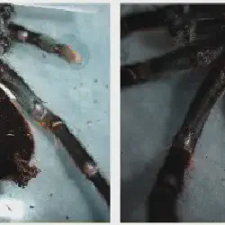 /img/19399-healthy-tarantula-setup.webp