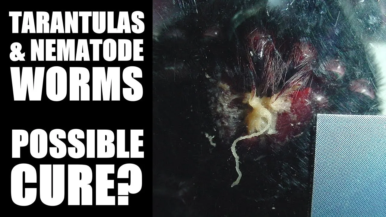 19399 lethargic tarantula