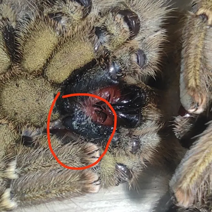 19399 swollen tarantula abdomen