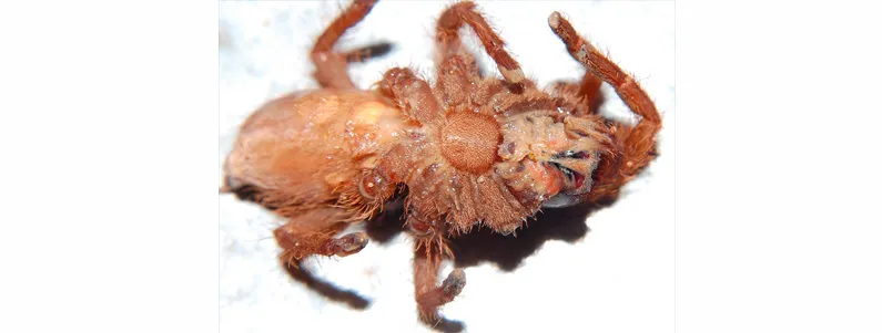 19399 tarantula infection process