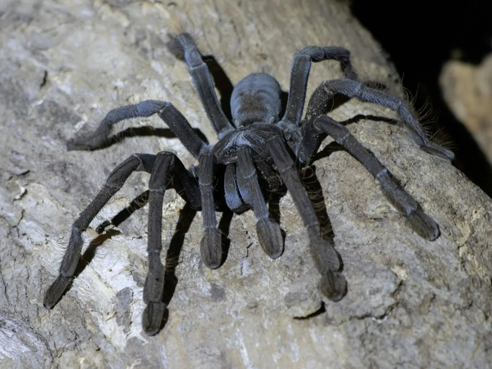 19399 tarantula molting problems