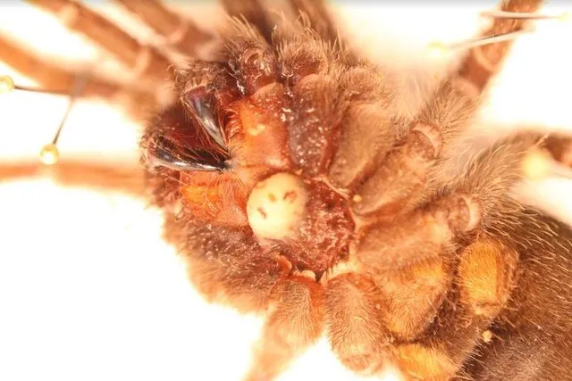 19399 tarantula with nematode overview
