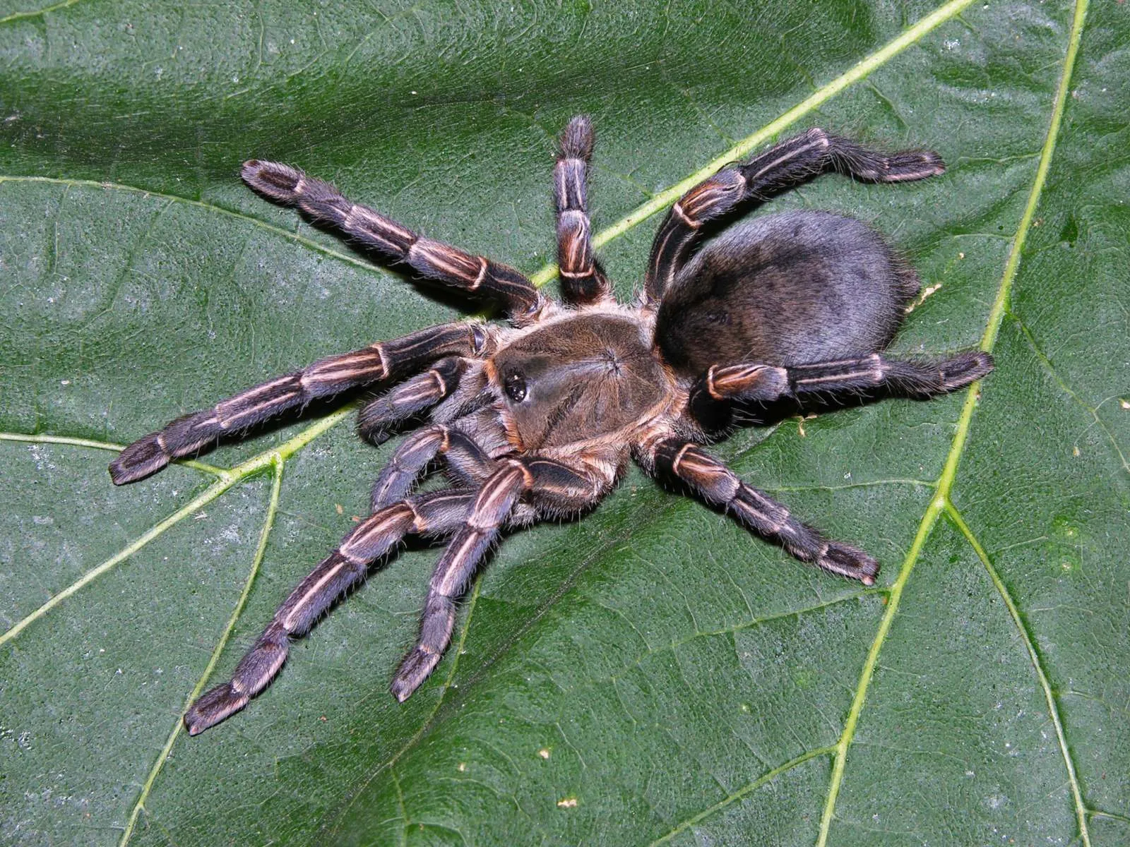 19400 cobalt blue tarantula enclosure
