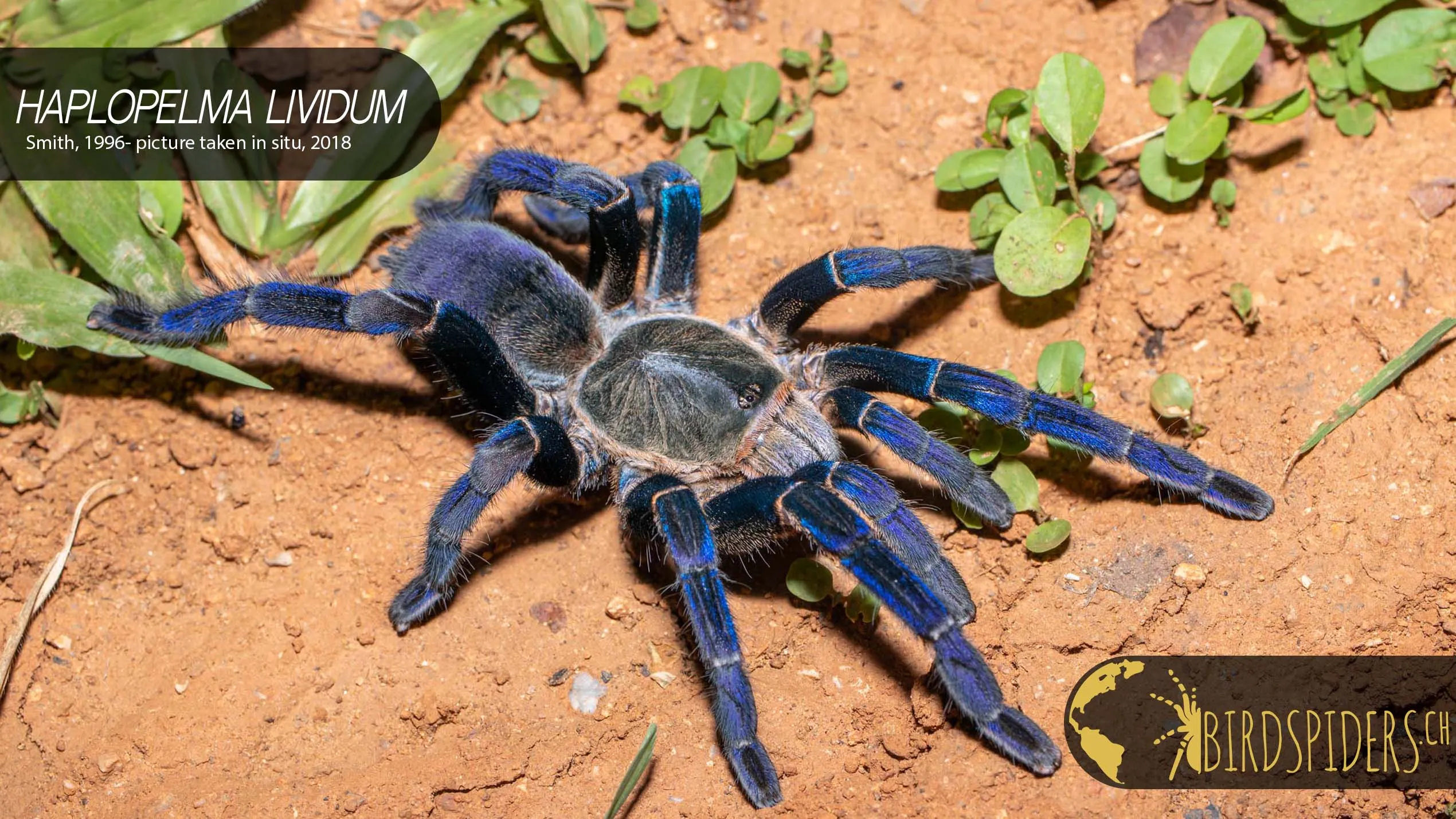 19400 cobalt blue tarantula temperature