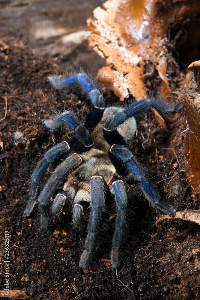 19400 cobalt blue tarantula water