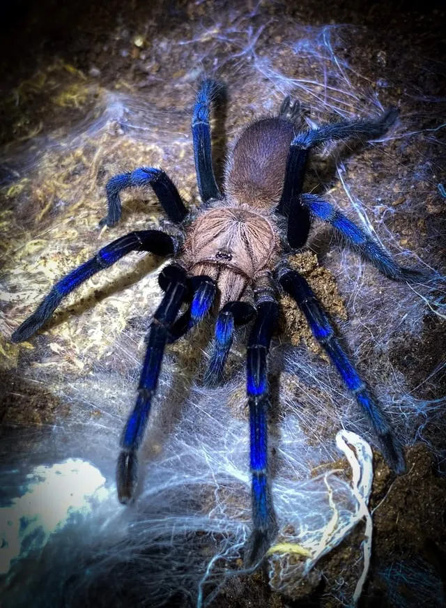 19400 thai cobalt blue tarantula feeding