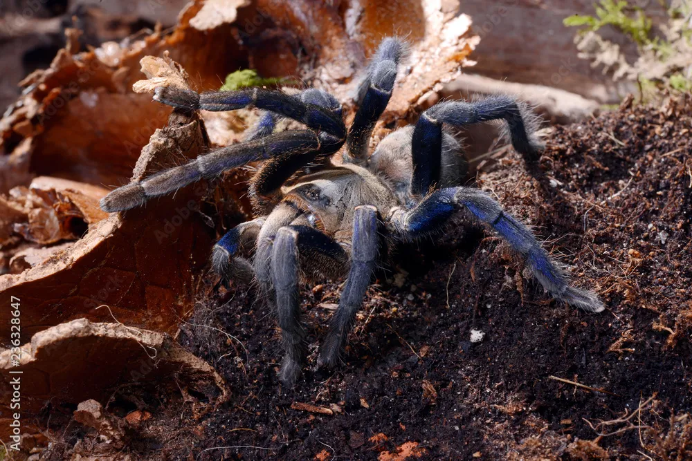 /img/19400-thai-cobalt-blue-tarantula-handling.webp