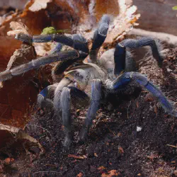 /img/19400-thai-cobalt-blue-tarantula-handling.webp