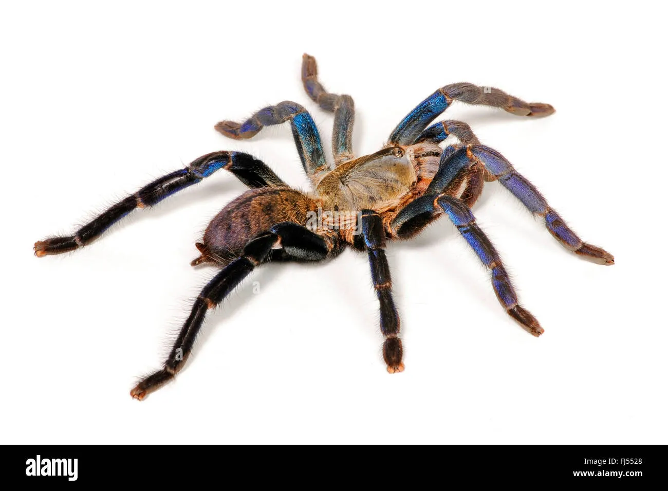 19400 thai cobalt blue tarantula overview