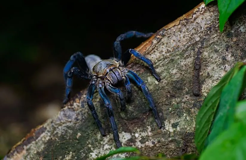 19400 thai cobalt blue tarantula substrate