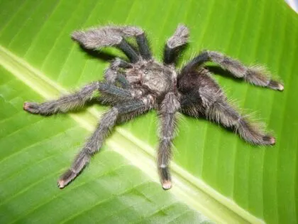 19401 male pink toe tarantula
