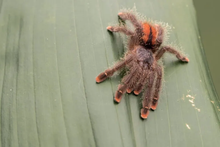/img/19401-pink-toe-tarantula-molting.webp