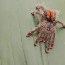 /img/19401-pink-toe-tarantula-molting.webp