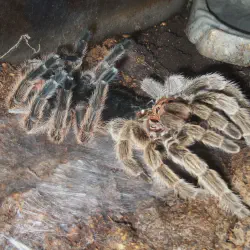 /img/19402-tarantula-feeding.webp
