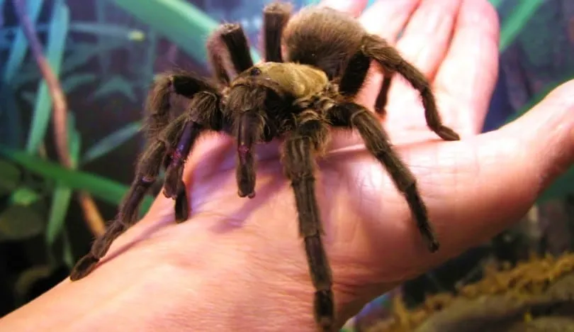 19403 tarantula bite allergy