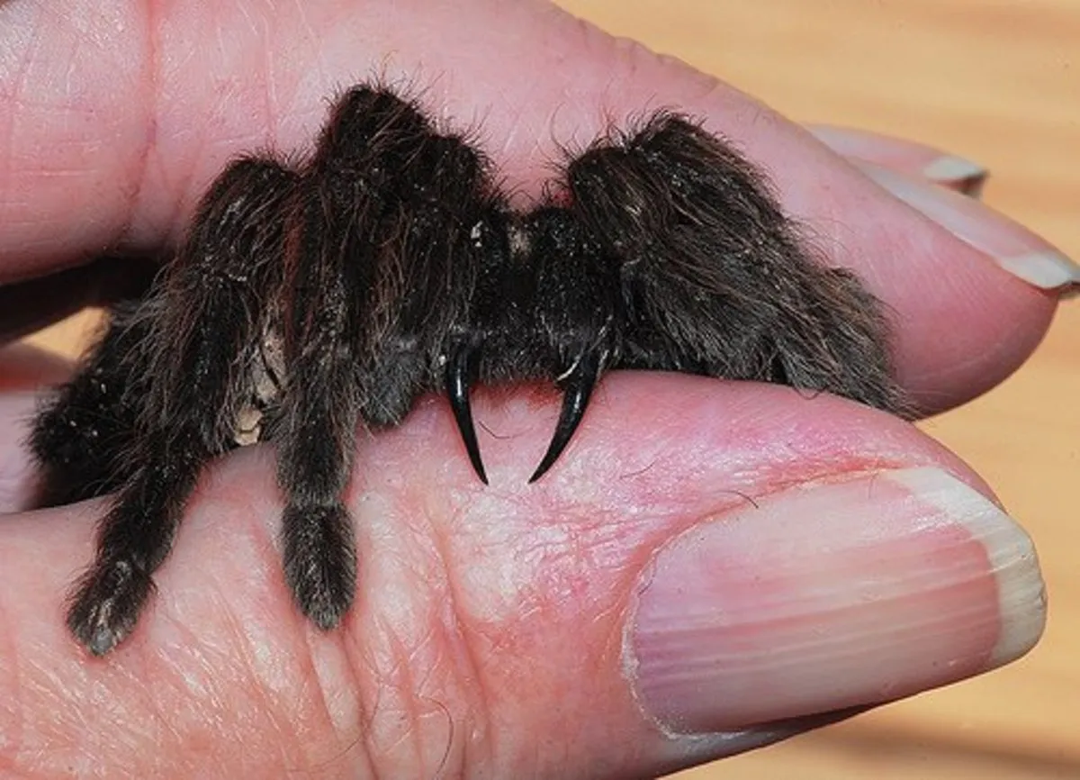 /img/19403-tarantula-medical-attention.webp
