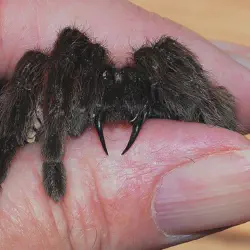 /img/19403-tarantula-medical-attention.webp