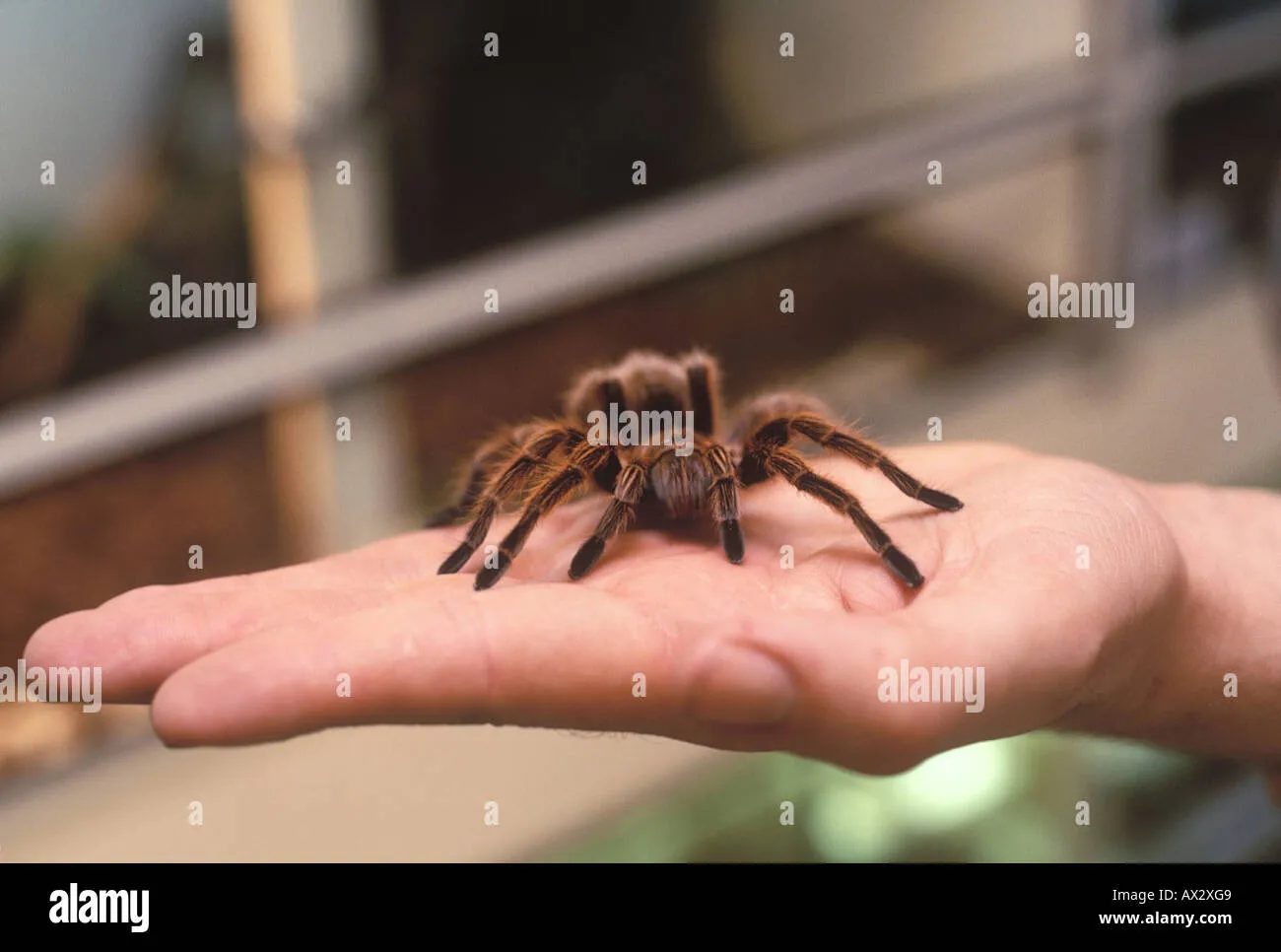 19403 tarantula venom