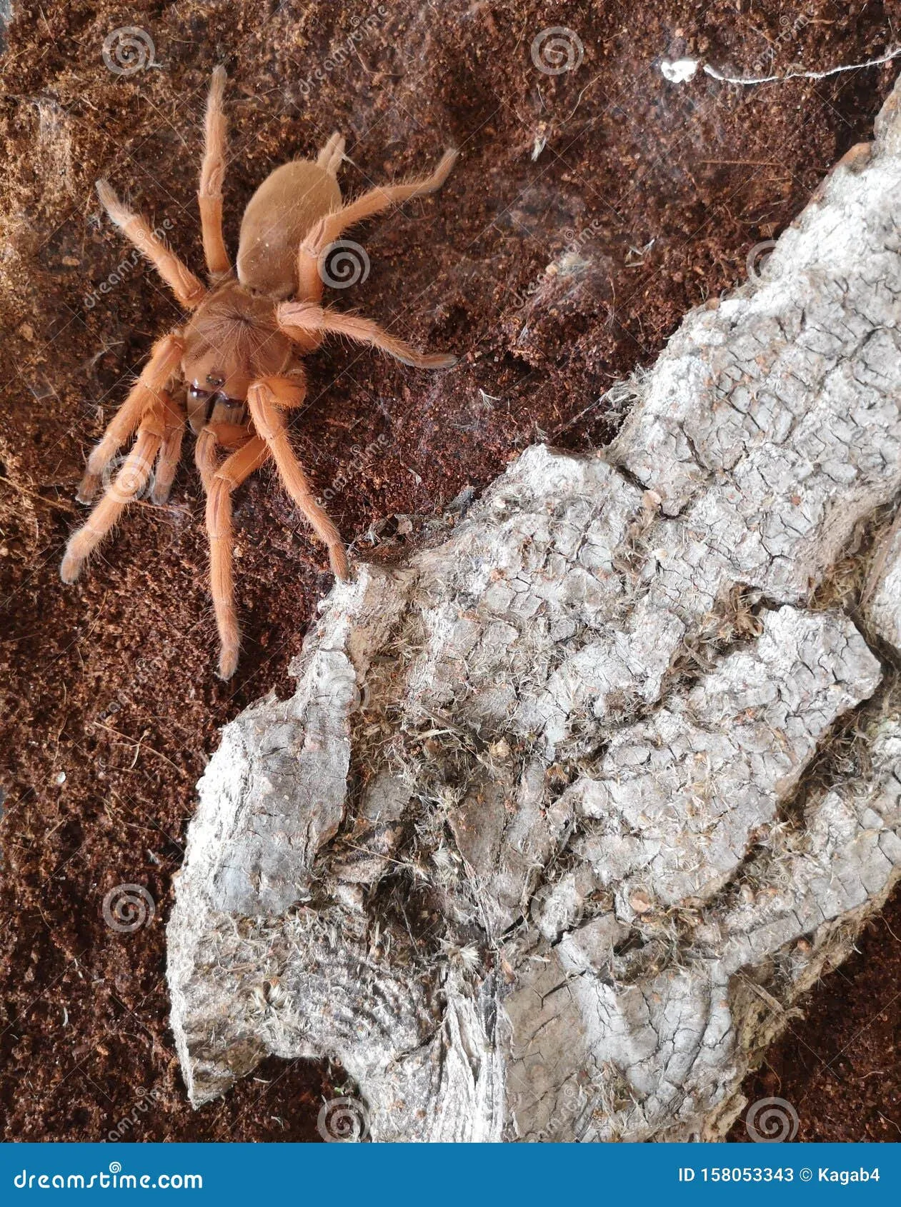 19405 tarantula habitat