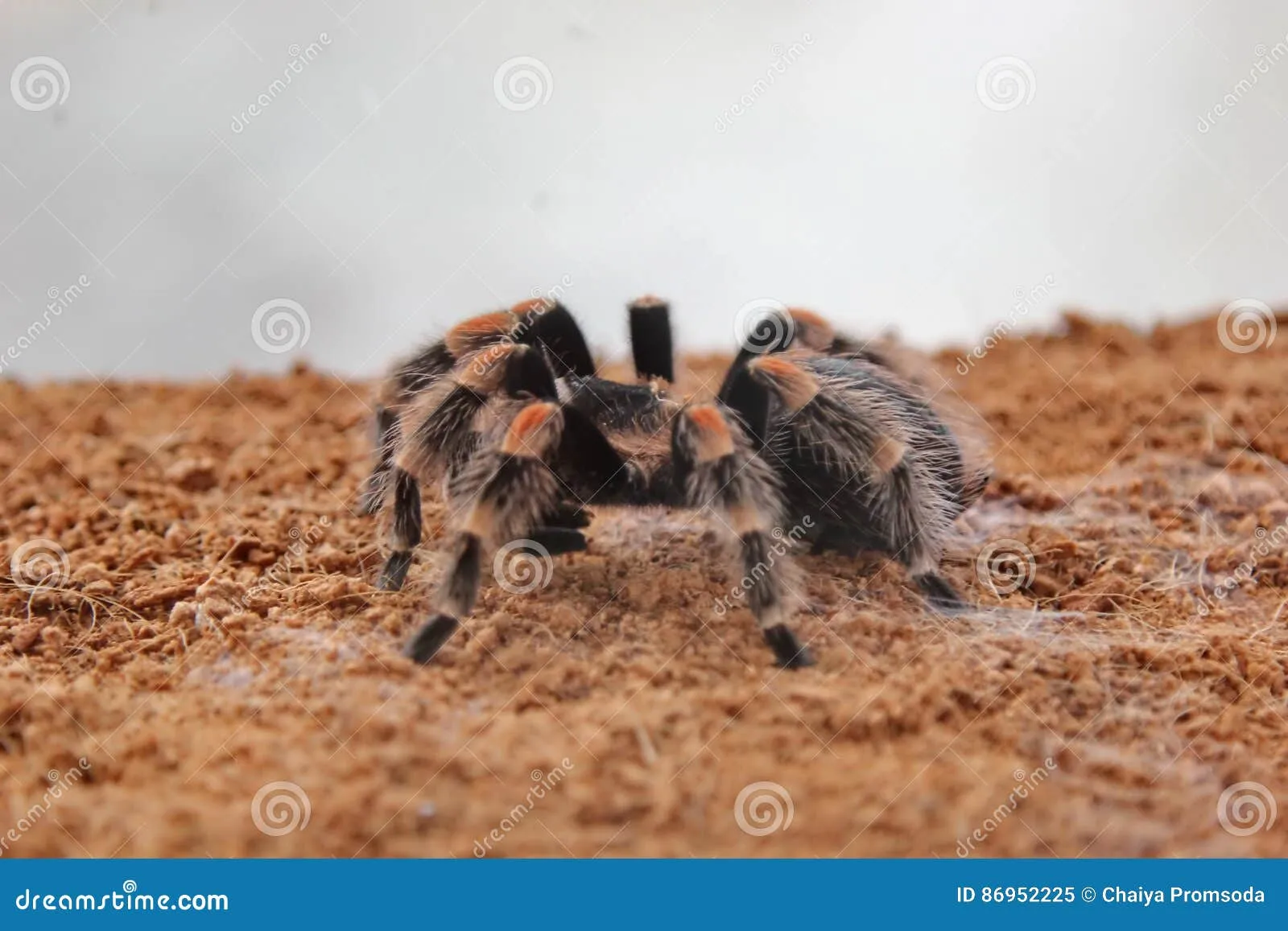 19405 tarantula handling precautions