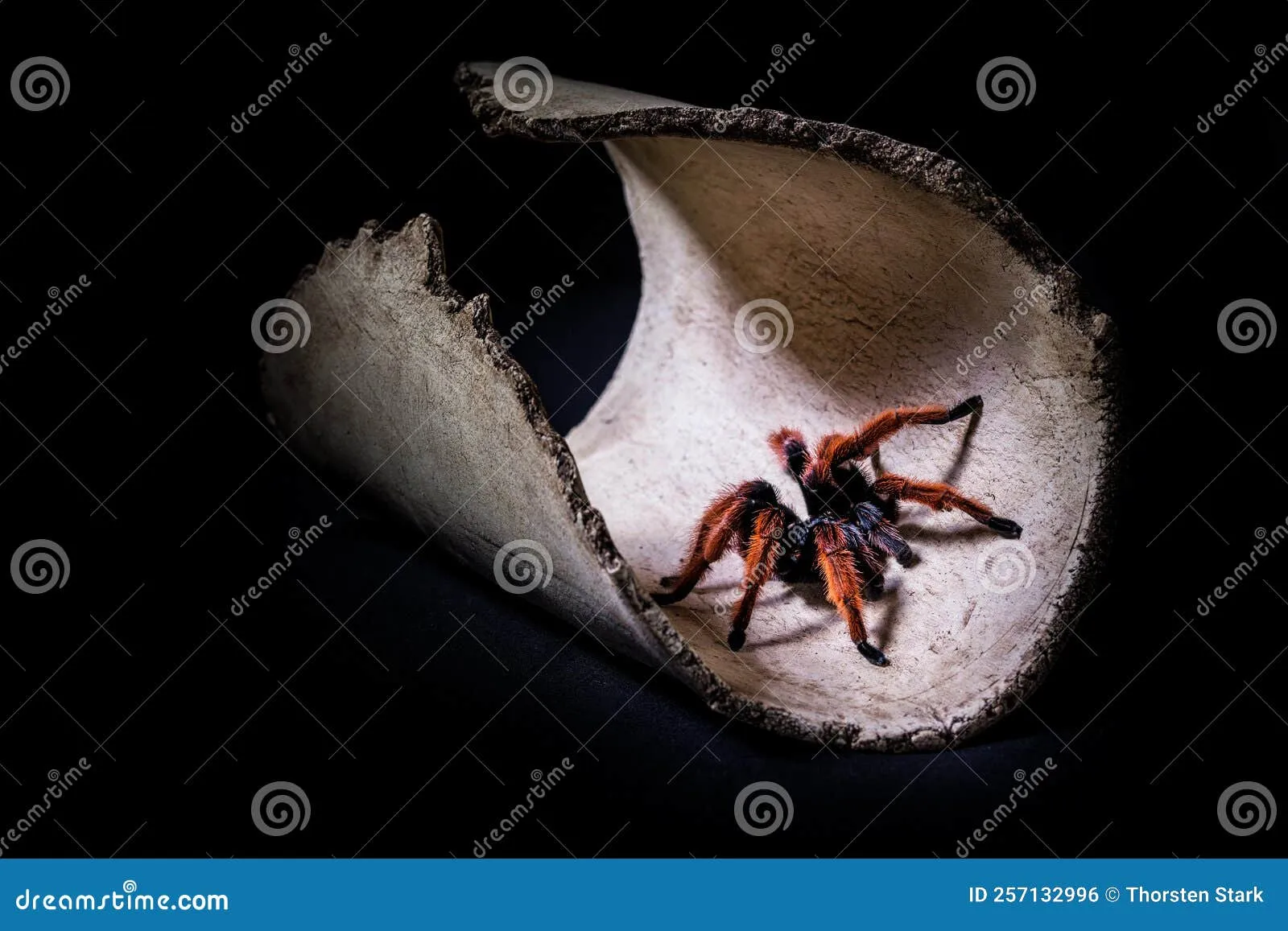 /img/19405-tarantula-species-diversity.webp