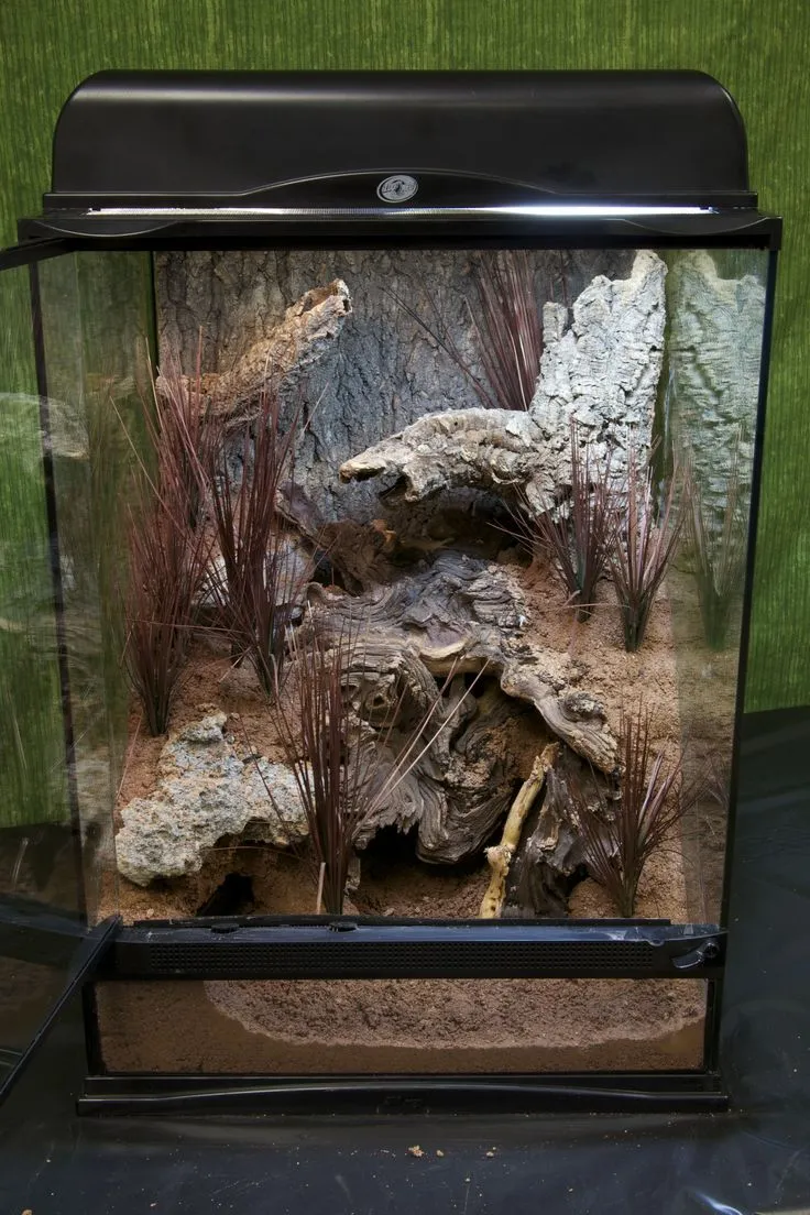 19406 tarantula feeding