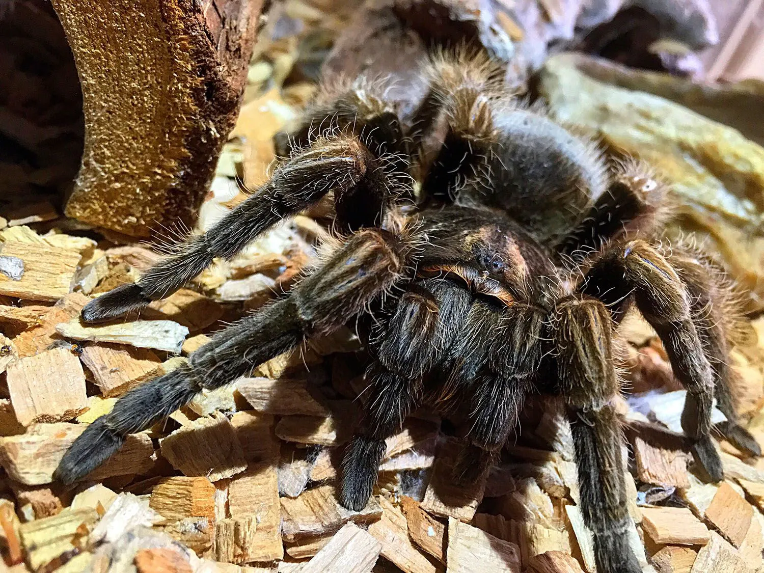 /img/19406-tarantula-owner-smiling.webp