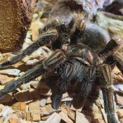 /img/19406-tarantula-owner-smiling.webp