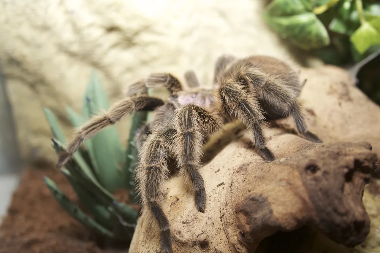 /img/19407-chilean-rose-tarantula-habitat.webp