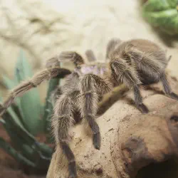 /img/19407-chilean-rose-tarantula-habitat.webp