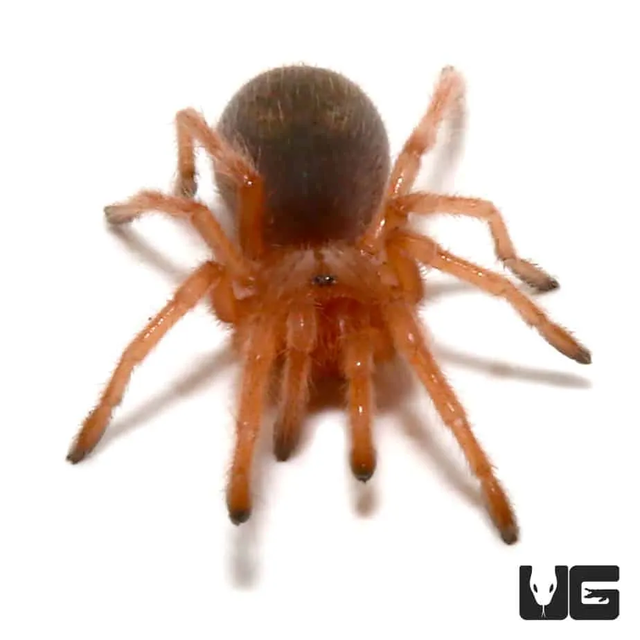 19407 chilean rose tarantula handling