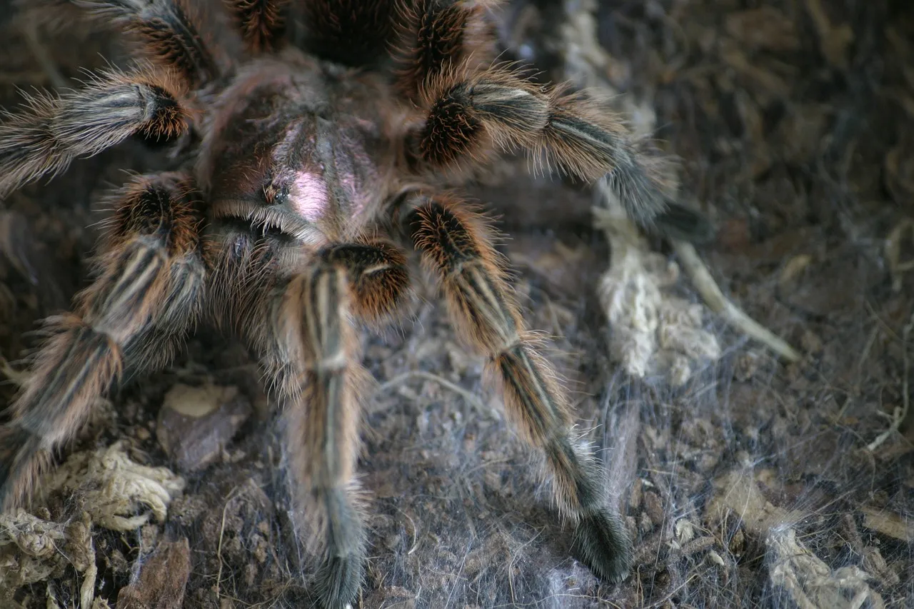 19407 chilean rose tarantula molting