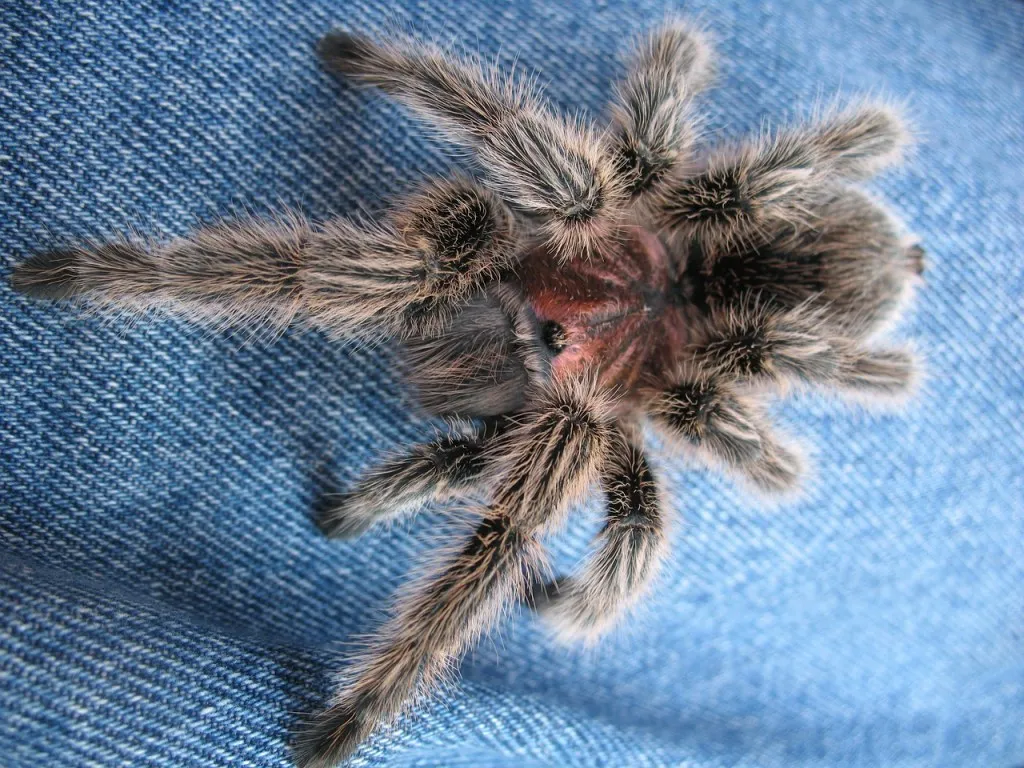 19407 chilean rose tarantula substrate