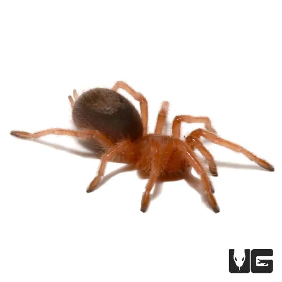 19407 chilean rose tarantula water bowl