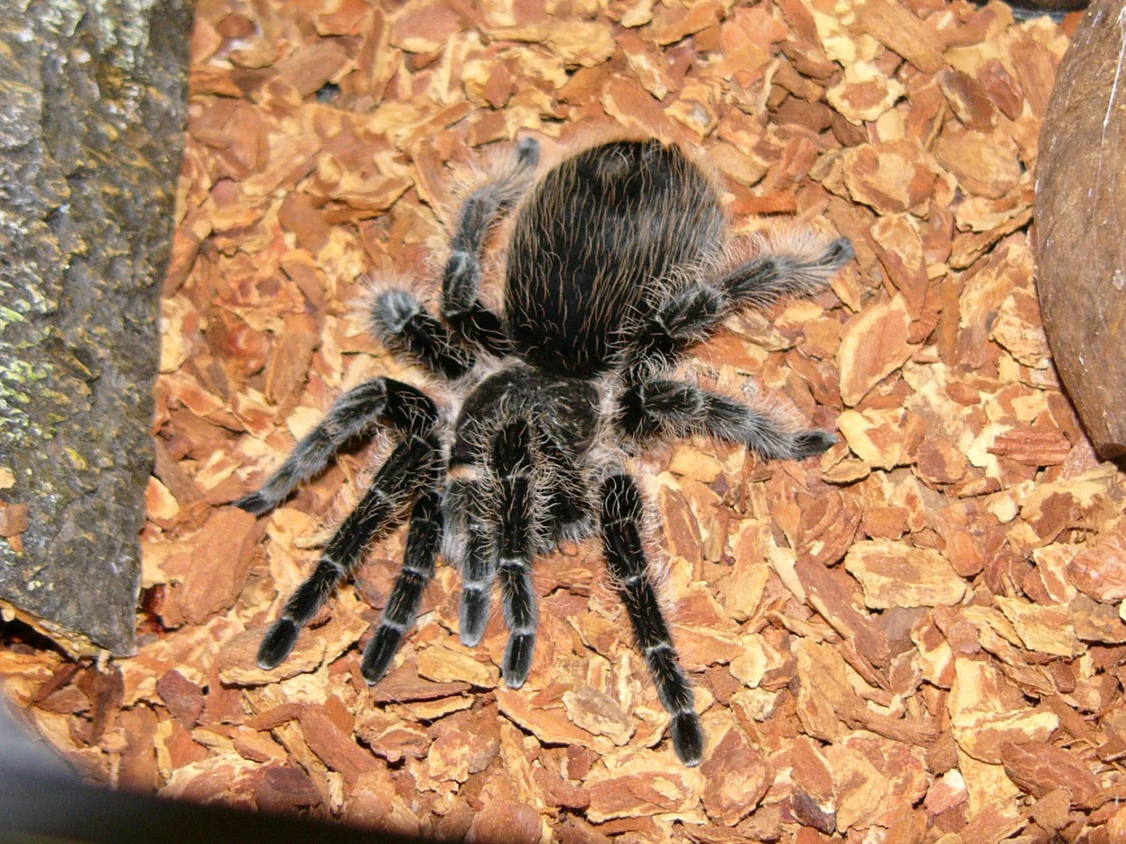 19409 curly hair tarantula habitat