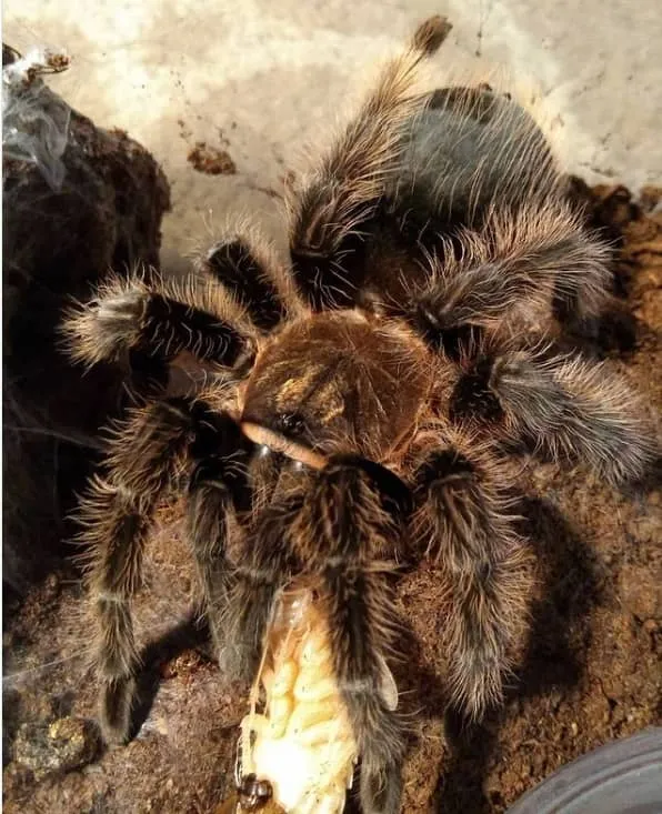 19409 tarantula feeding