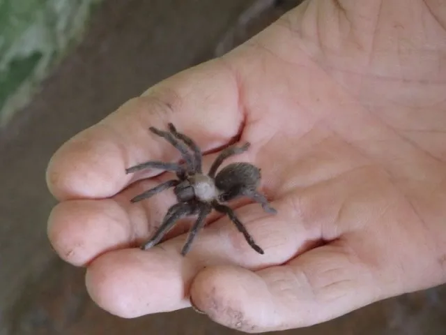 19411 baby tarantula kopen 1