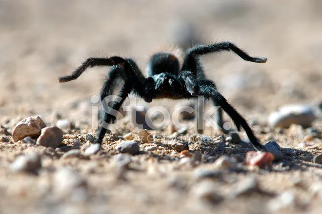 19411 baby tarantula kopen 2