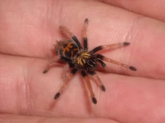 19411 baby tarantula kopen 5