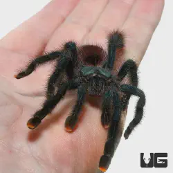 /img/19411-baby-tarantula-kopen-6.webp