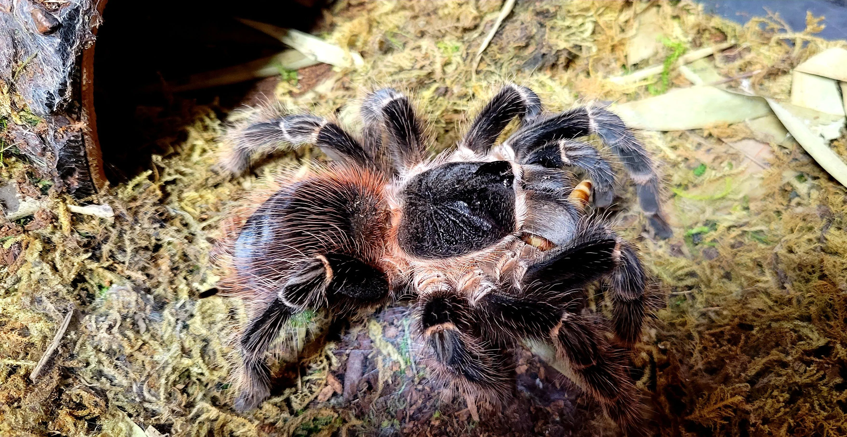 19412 klugi tarantula image1